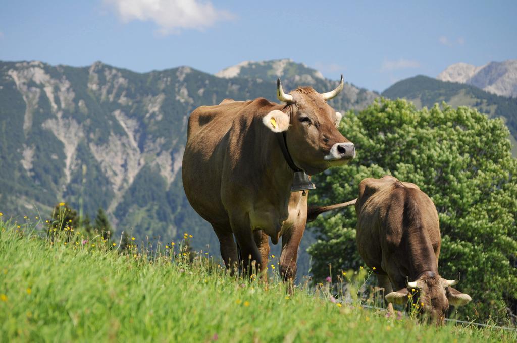 Landhotel Berghof 巴特欣德朗 外观 照片